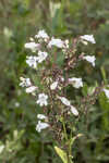 Manyflower beardtongue